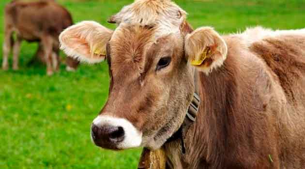 Miles de vacas podrían morir por la pandemia; ganaderos no pueden mantenerlas