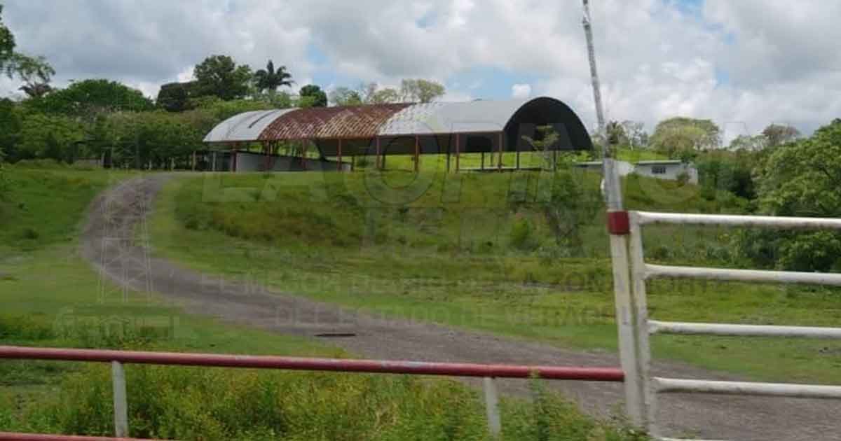 Se despezada la Ganadera local