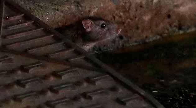 Ratas caníbales asaltan las calles de Nueva York en plena pandemia de COVID-19