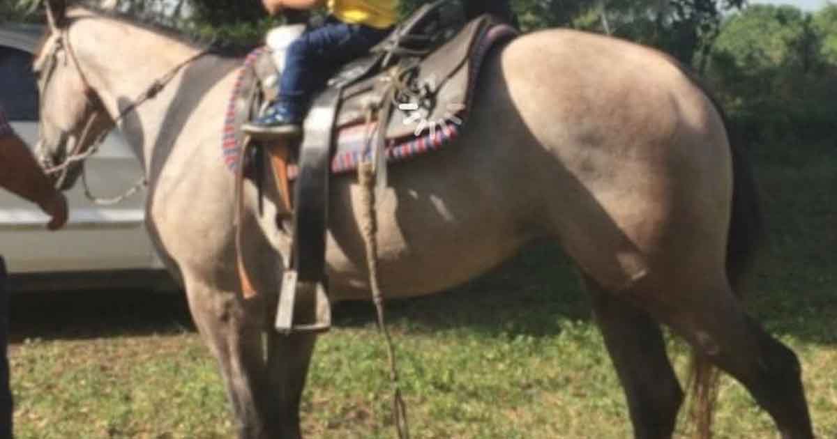 Roban fina potranca de carreras y desaparecen dos yeguas coloradas