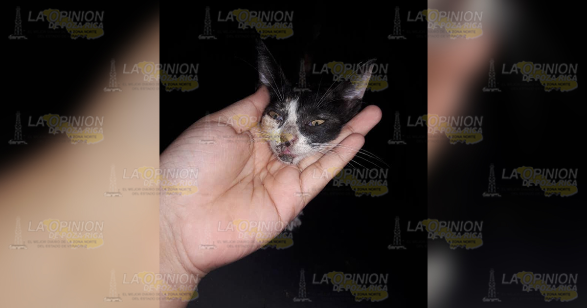 Acusan a taxista de patear a una gata