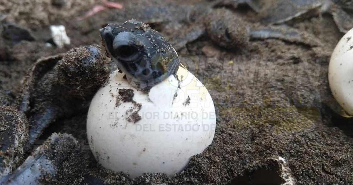 Liberan miles de tortugas