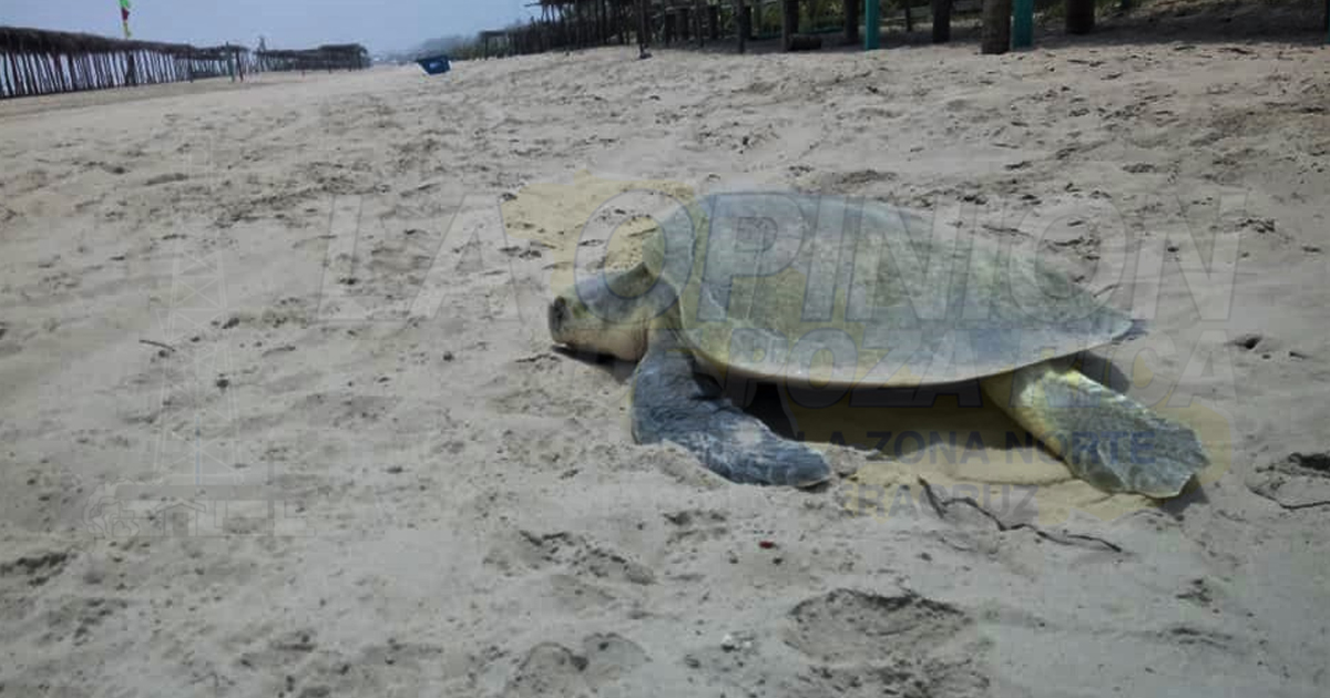 Y ocurrió el prodigio en playas de Tuxpan; cifra récord en arribo de tortugas