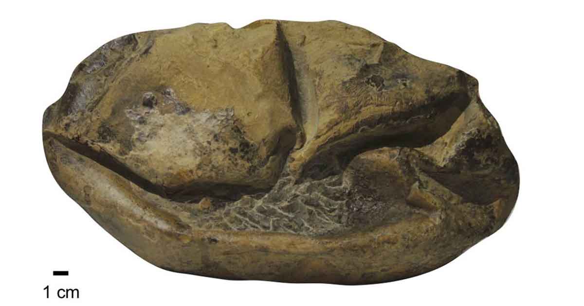 El huevo de la Antártida podría pertenecer a un lagarto marino extinto