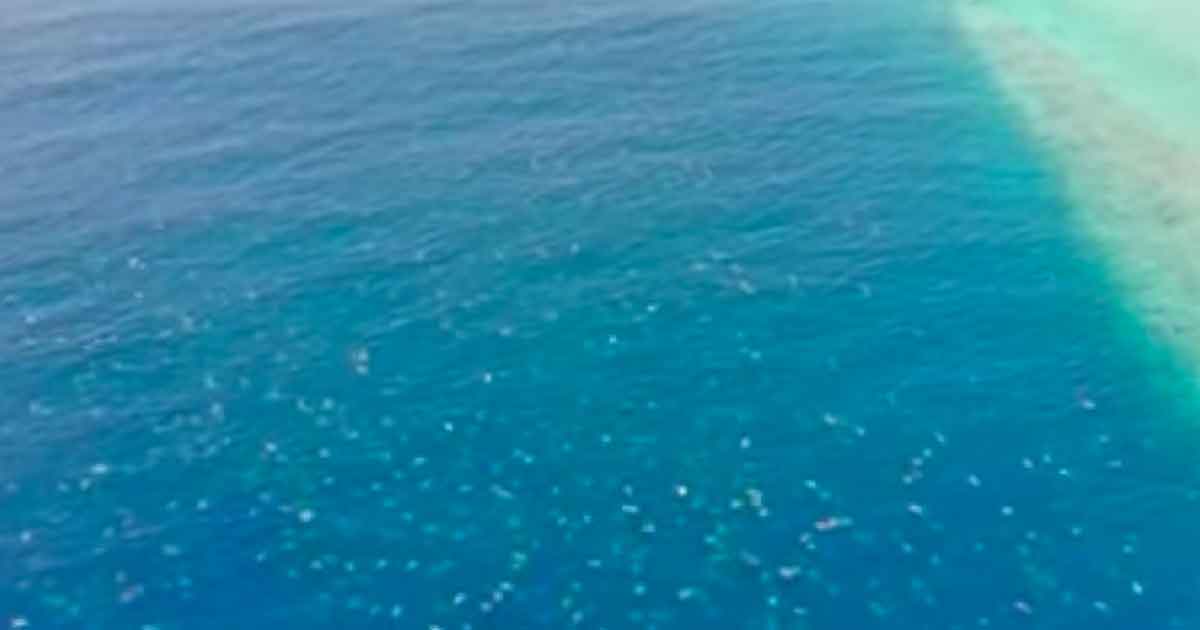 El impresionante vídeo de un dron que muestra a 64.000 tortugas nadando (Video)