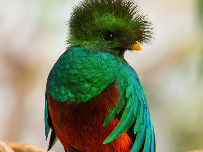 Quetzal, el ave sagrada más bella de América y del mundo