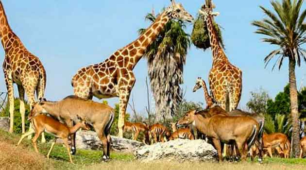 ¿No le pierden? Africam Safari cobrará 5 mil pesos por entrada a ‘puertas cerradas’