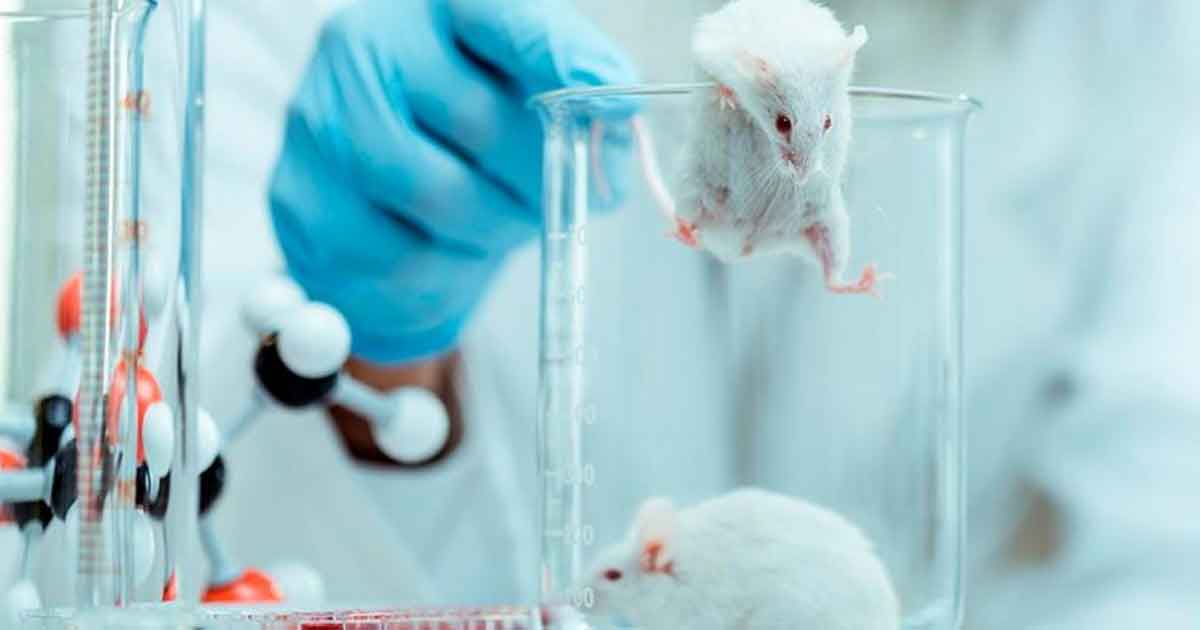 La dilución del plasma sanguíneo rejuvenece órganos y tejidos