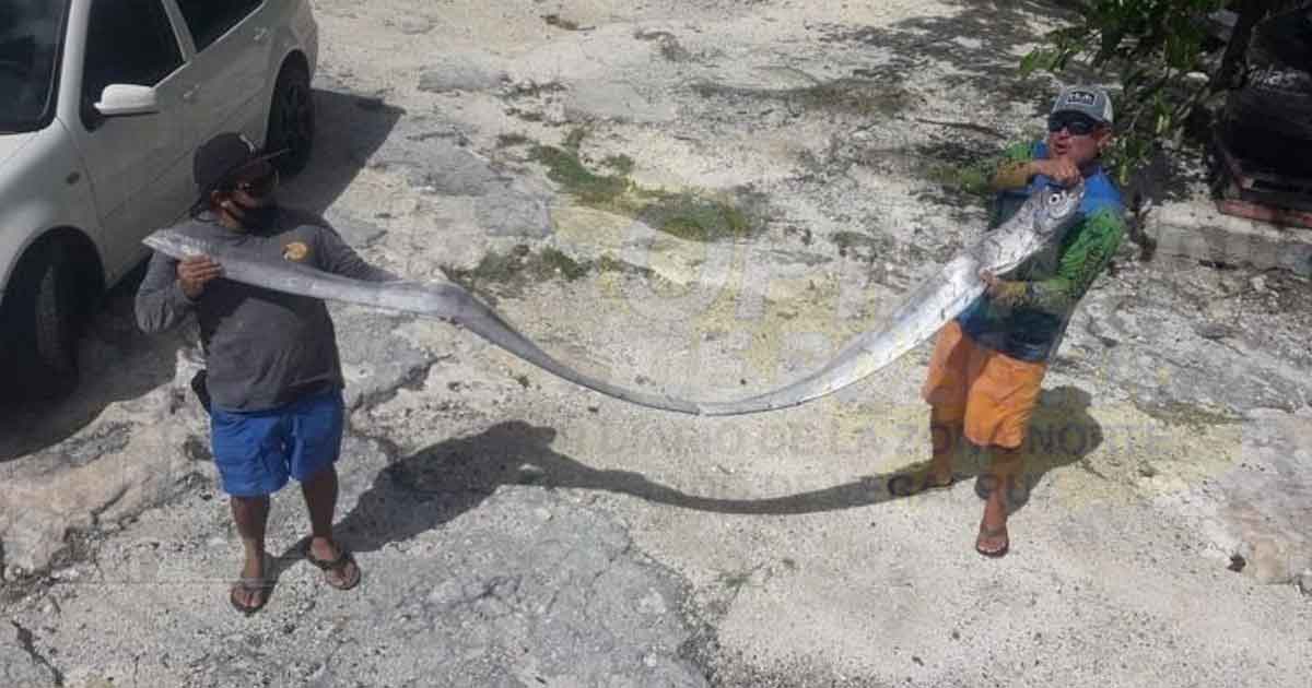 Temblor se asocia a la aparición del pez remo en Cozumel