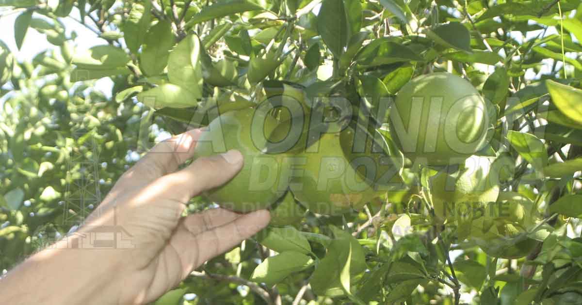 Banorte niega créditos a productores