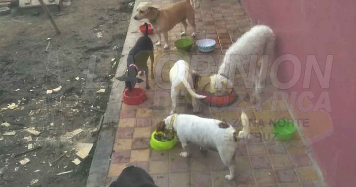 Crece abandono de mascotas; al tope el refugio temporal en Tuxpan