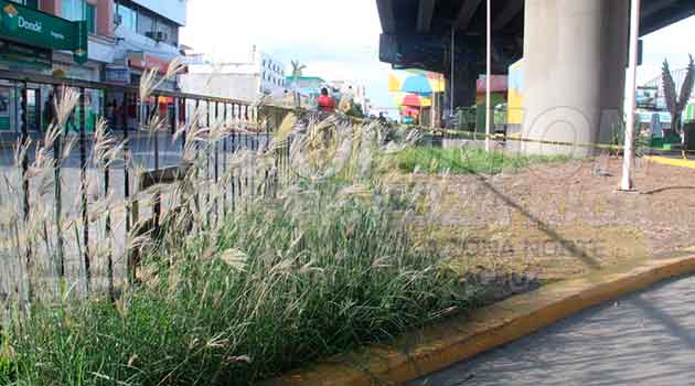 En Poza Rica Paseo Raíces de Vida en completo olvido