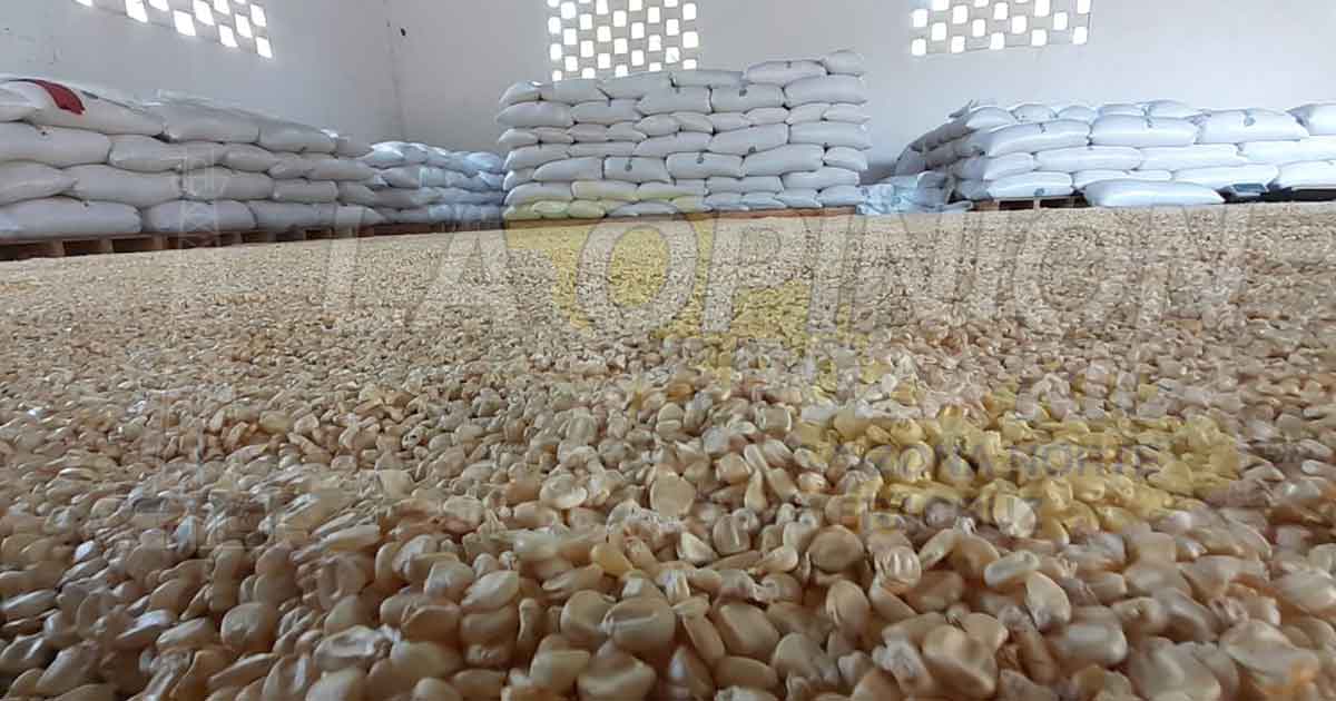 Productores de Maíz aprovechan los precios de garantía en el Totonacapan