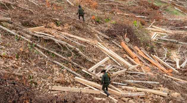 Policía arresta a decenas de aserraderos por tala ilegal en selva amazónica de Brasil