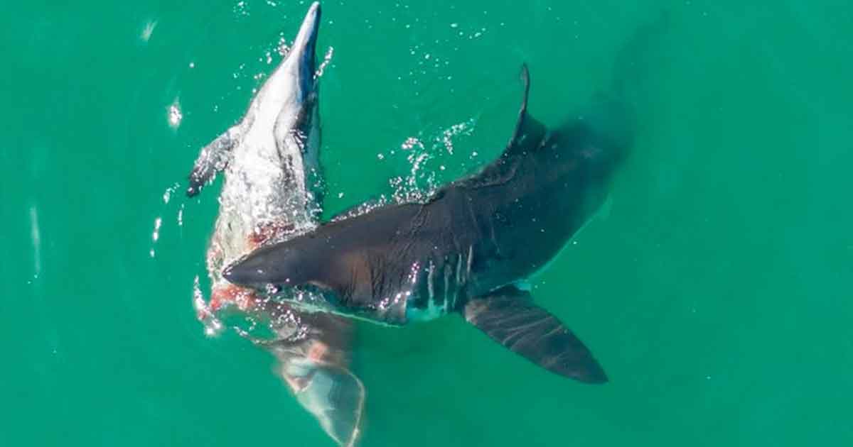 Así atacan cuatro grandes tiburones blancos a un delfín (VIDEO)