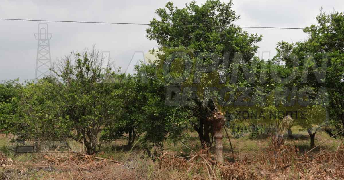 Sin futuro la citricultura por falta de apoyos, lamentan productores
