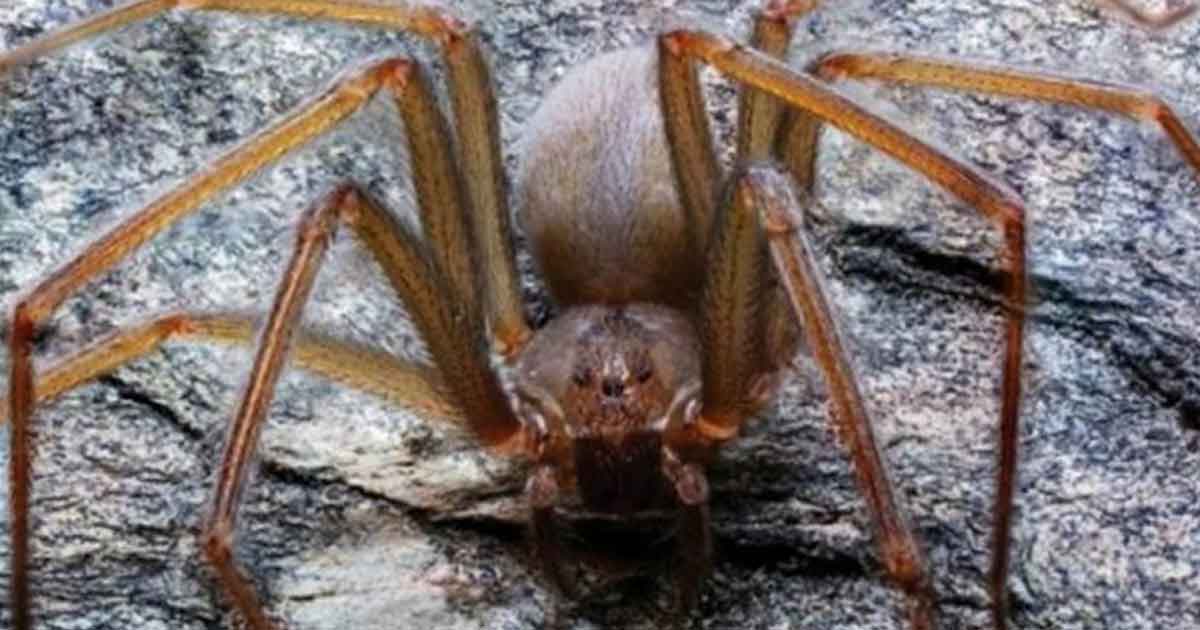 Un superantiadhesivo inspirado en las patas de las arañas