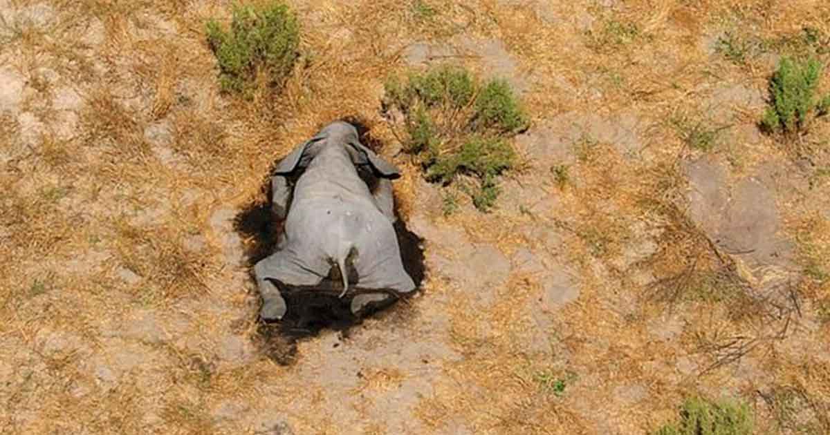 Misterio en Botswana por la masiva muerte de más de 350 elefantes