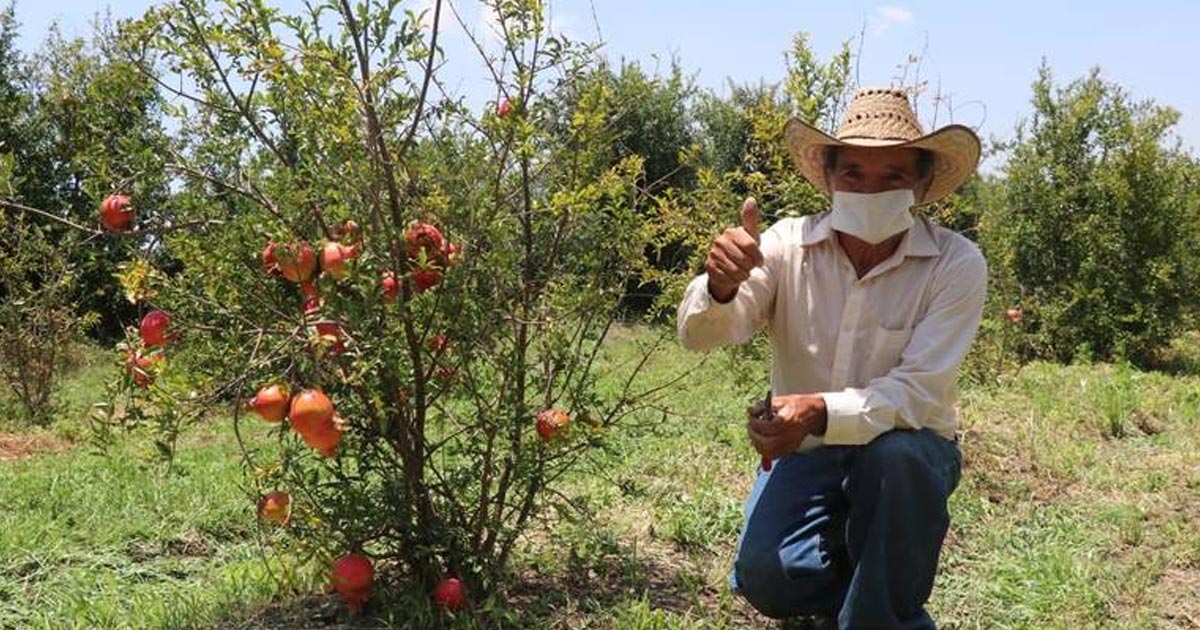 Hidalgo exporta granada a Europa
