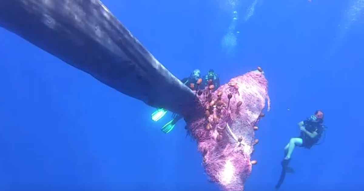 Ballena atrapada en red de pesca es salvada por la Guardia costera italiana