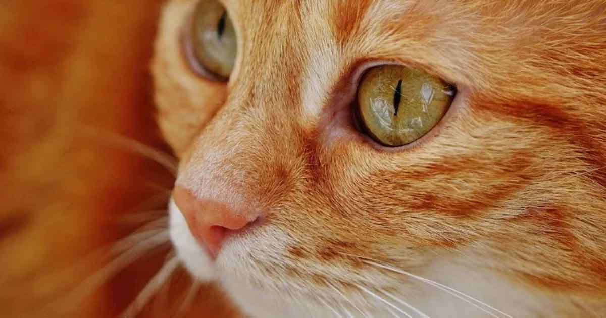 Gato contagiado de Covid-19 por sus dueños