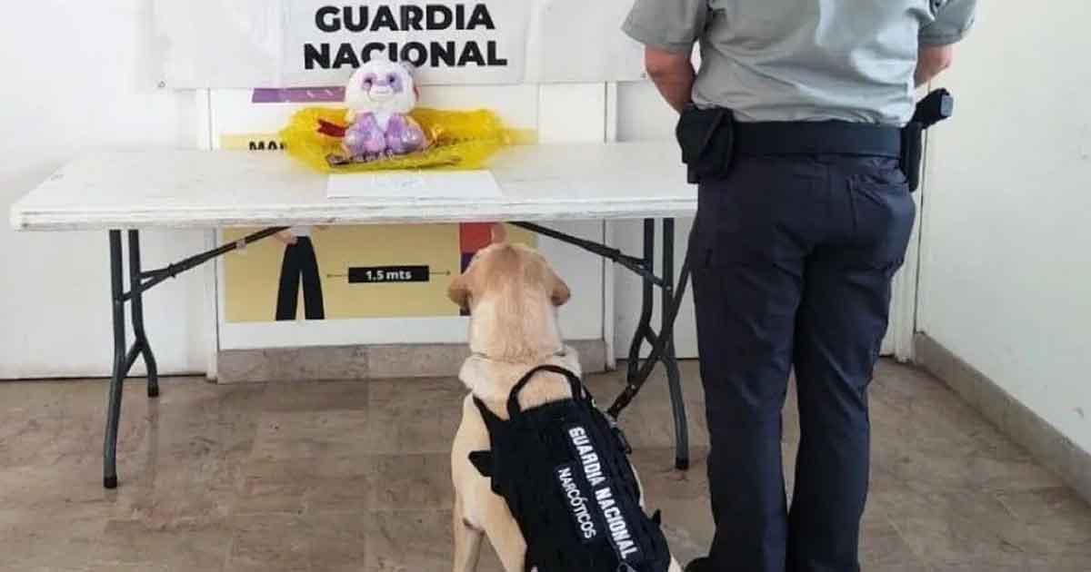 Como si fueran chocolates, GN localiza 500 pastillas de fentanilo en Aeropuerto de Culiacán