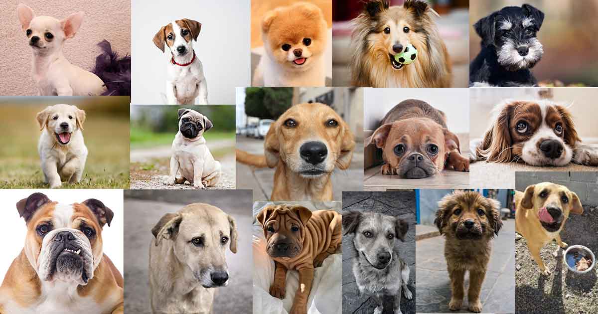 ¡Hoy es el Día Mundial del Perro!