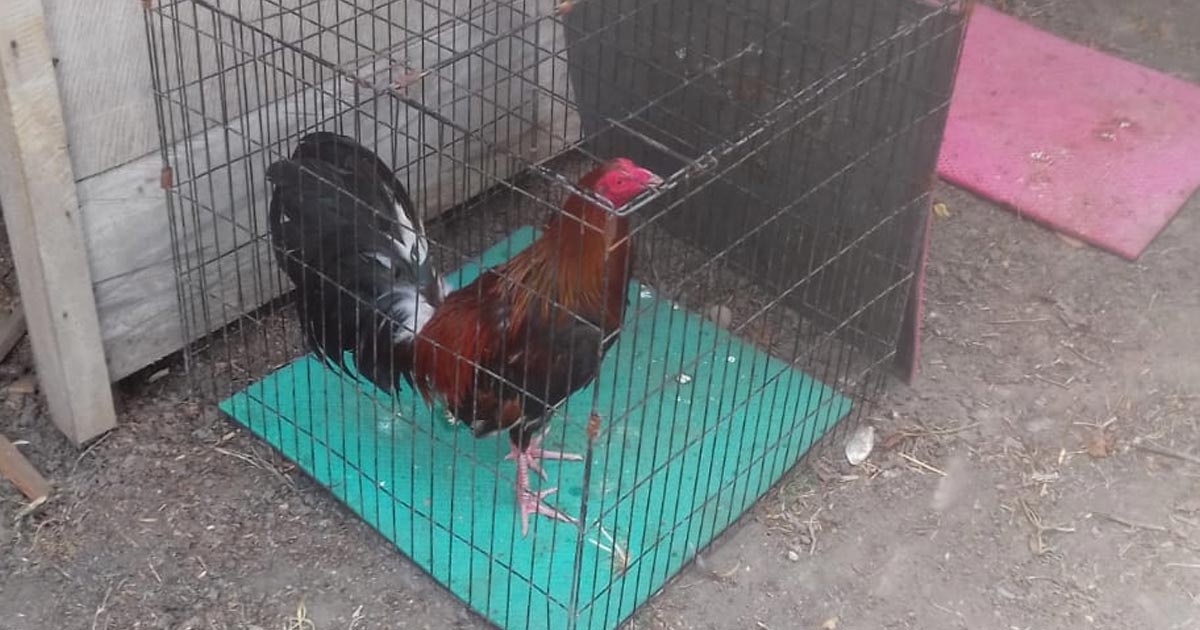 "Revienta" la Policía Municipal de Cazones evento de peleas de gallos