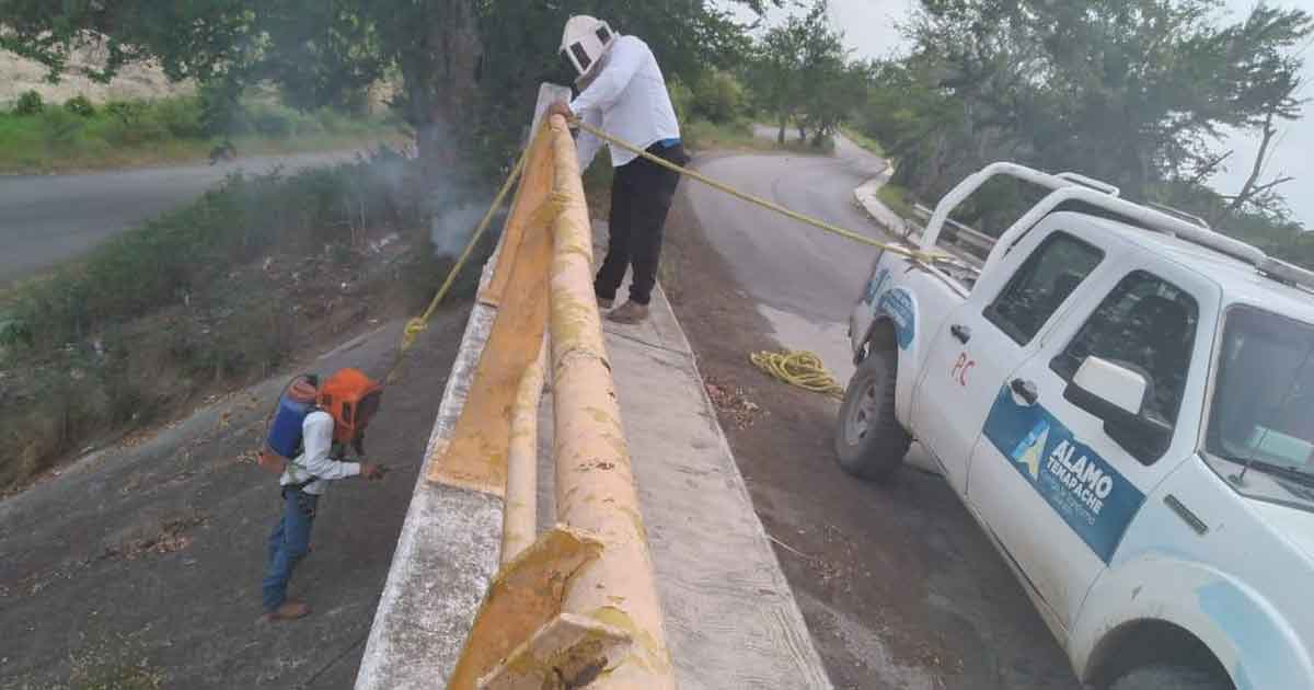 Aumentan presencia de enjambres