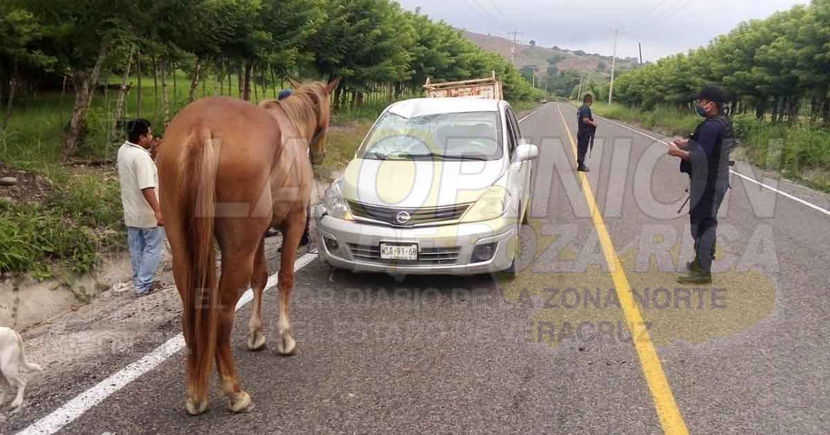 Automóvil se estampa contra un caballo en Coyutla