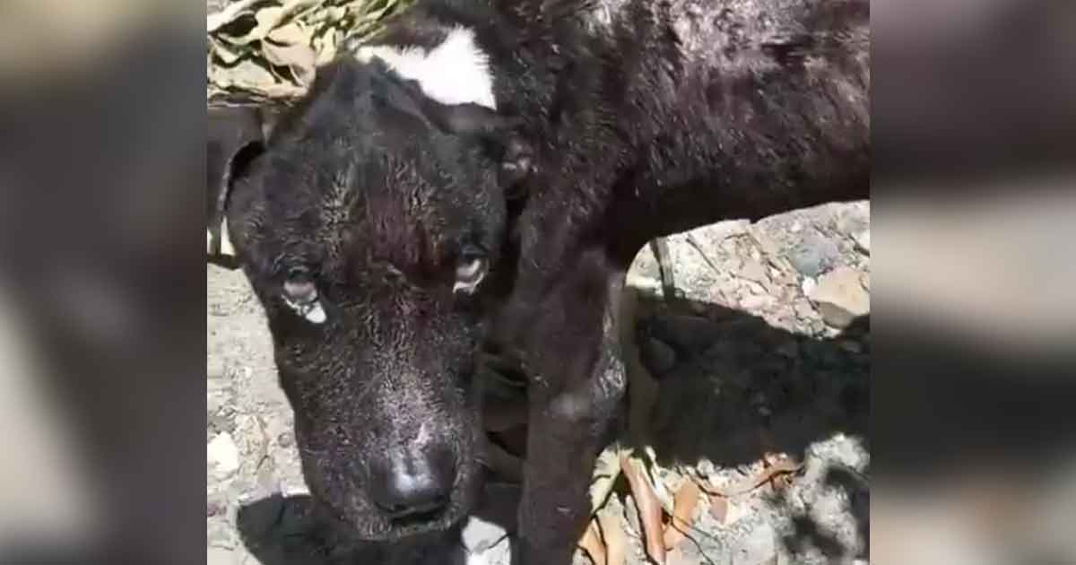 Activistas reportan más casos de maltrato animal en Cazones