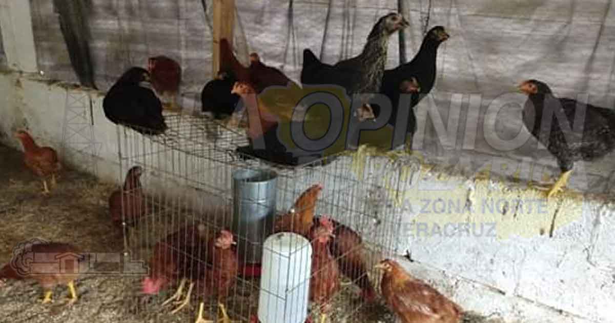 Proyectos productivos gratuitos para las familias de Cazones