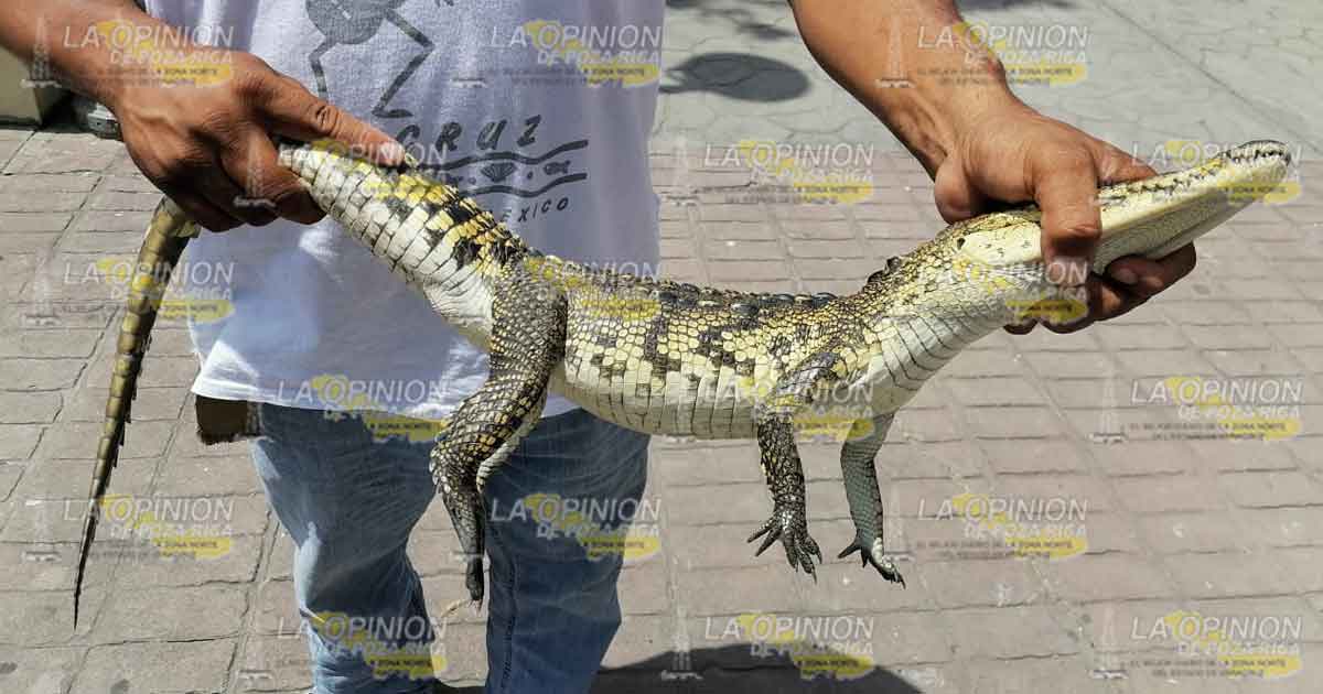 Aseguran cocodrilo en una gasolinera