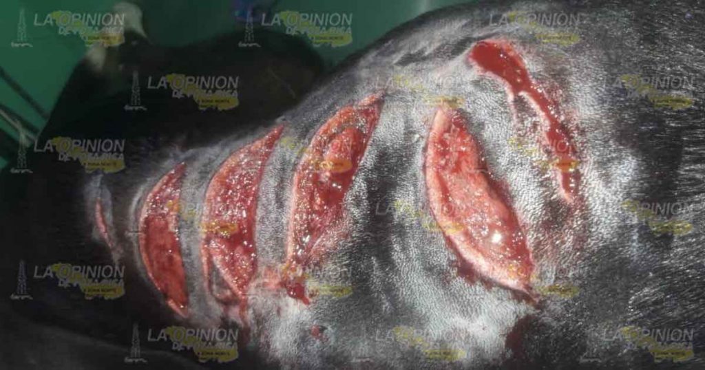 Denuncian agresión física en contra de mascotas