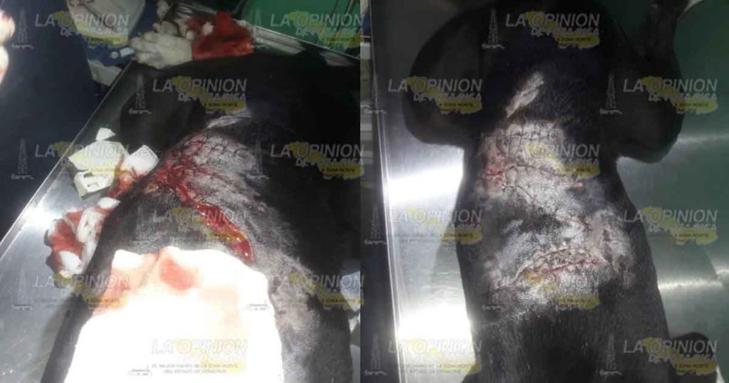 Denuncian agresión física en contra de mascotas