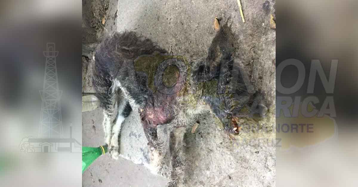 Reportan pitbull agresivo en la Cándido Aguilar