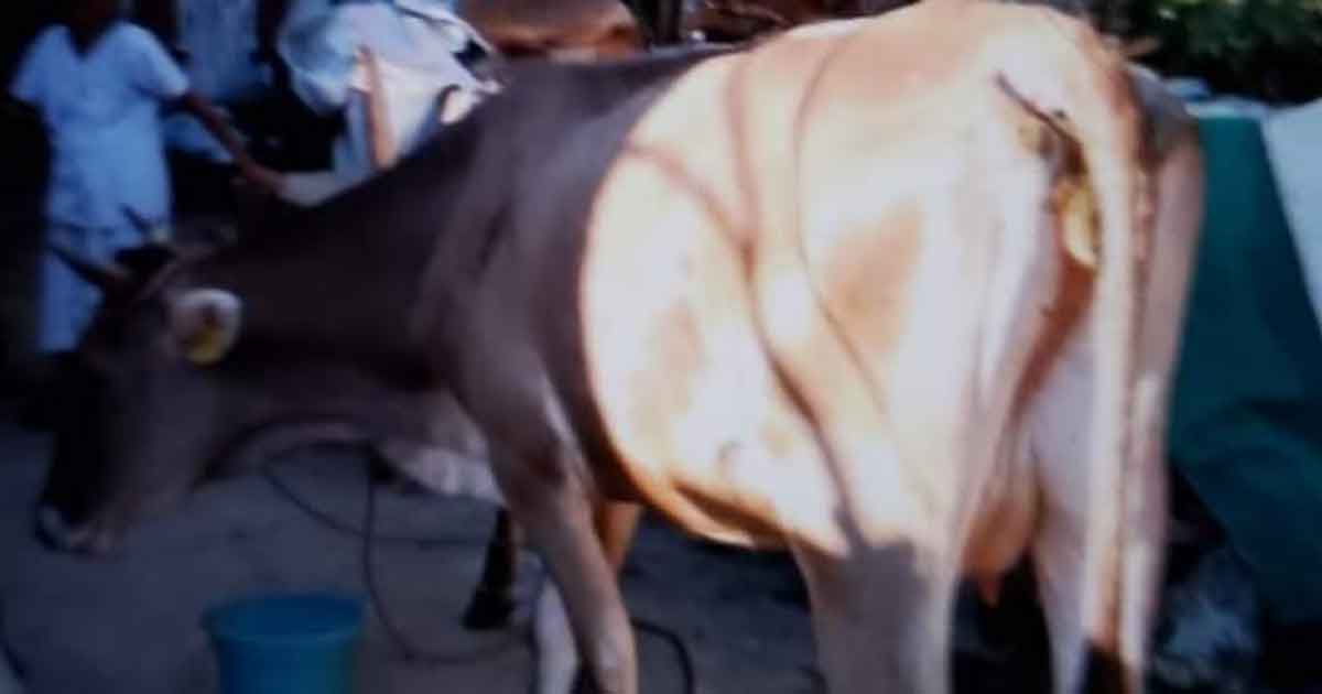 Roban vaca y una cría en Tochintlan