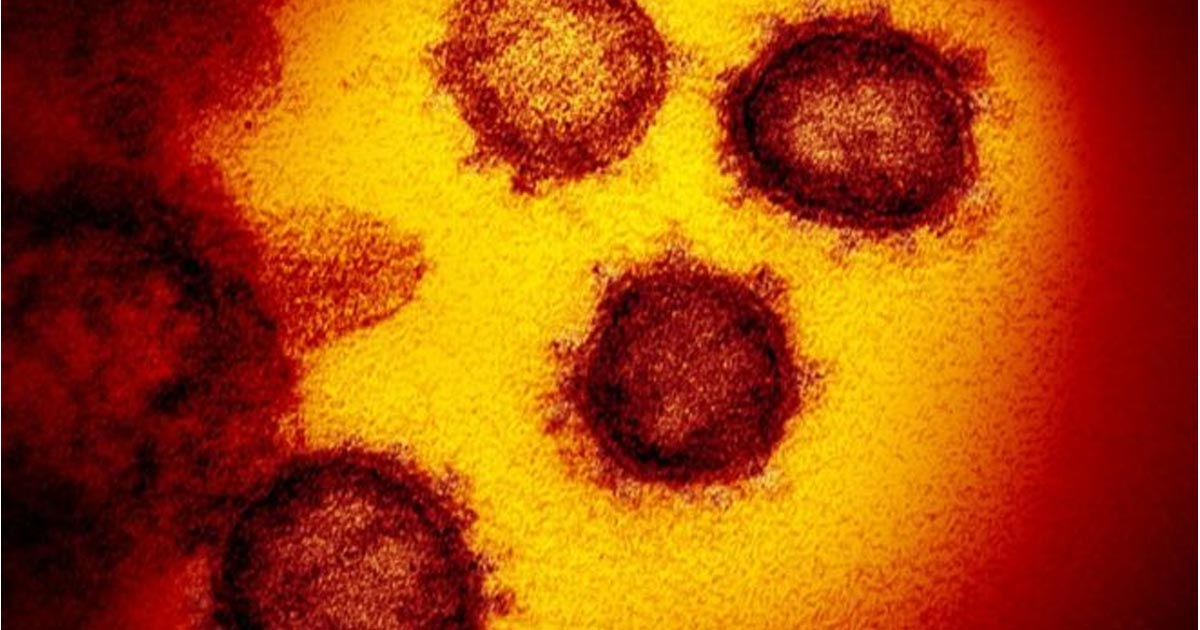 ¿Podremos curar la covid-19 engañando al virus?