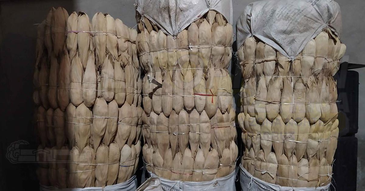 Aumenta la exportación de hoja de maíz al norte del país