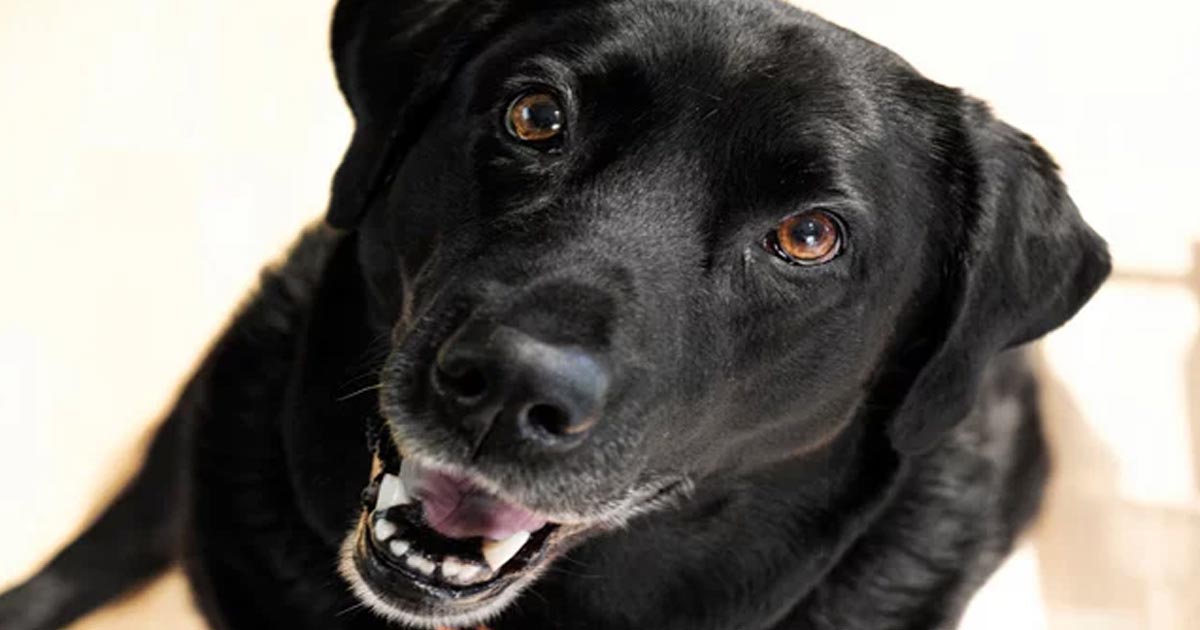 Motivos por los que un perro se emociona al vernos