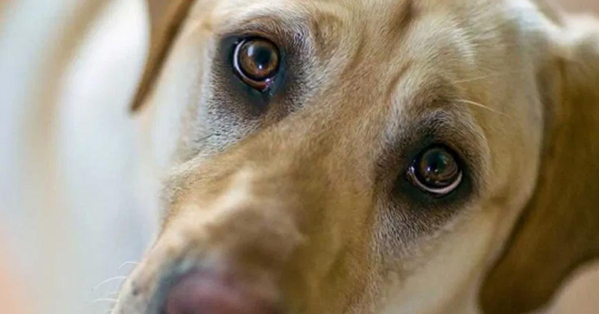 La verdadera razón por la que tu perro te mira a todas horas