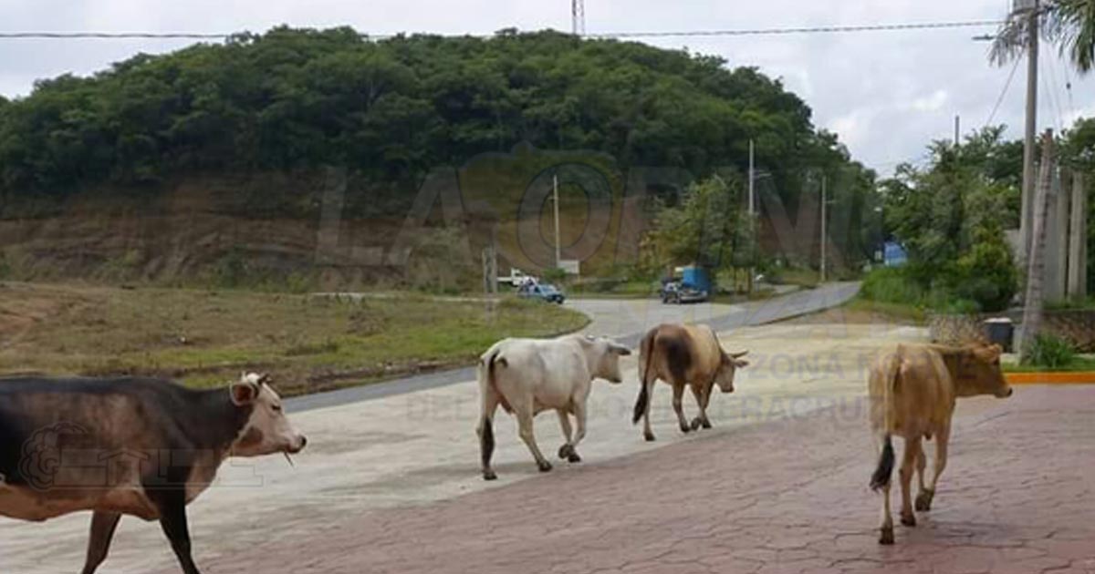 Vagancia de animales pone en peligro la vida de los automovilistas