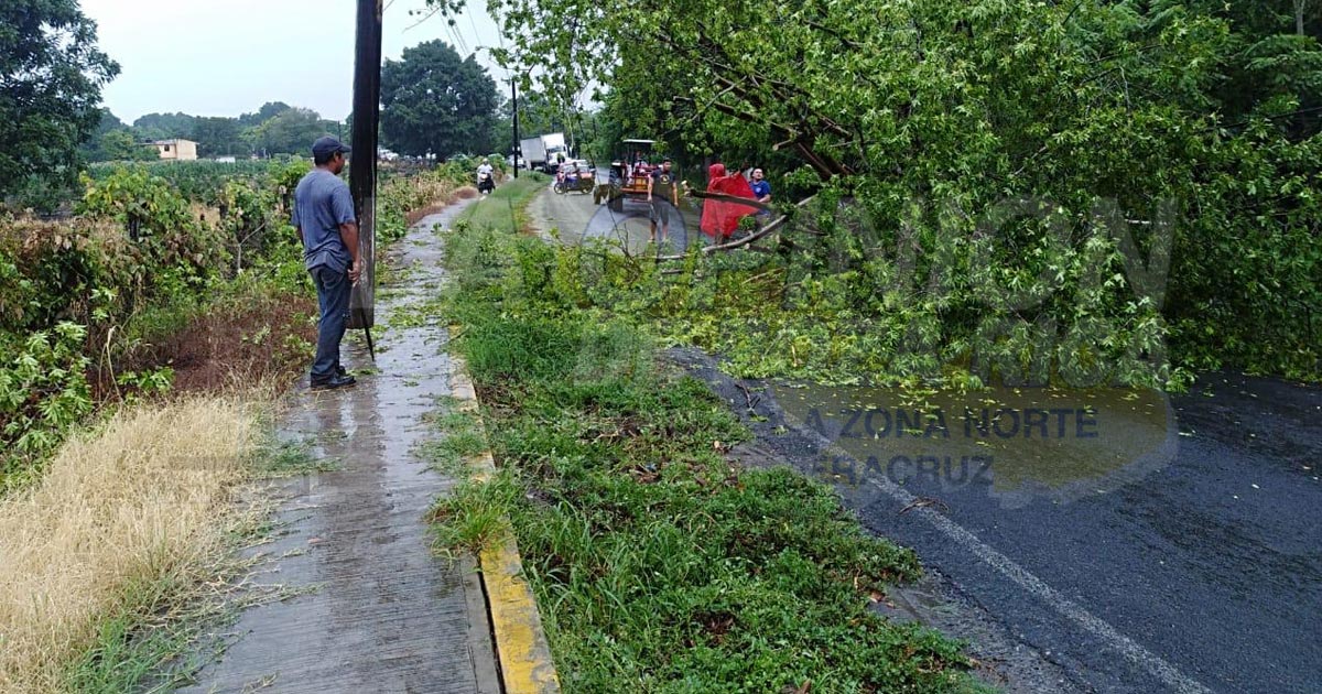 Lluvias generan la caída de un árbol en ejido Agua Nacida, en Álamo