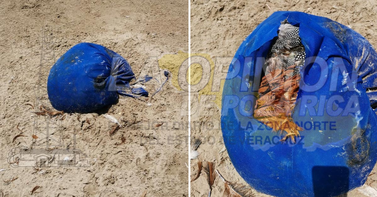 Policías movilizados por gallinas en una maleta