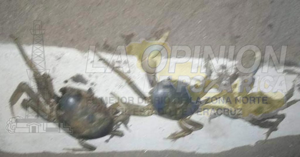 Matan y comercian en Cazones al cangrejo azul, especie en peligro de extinción