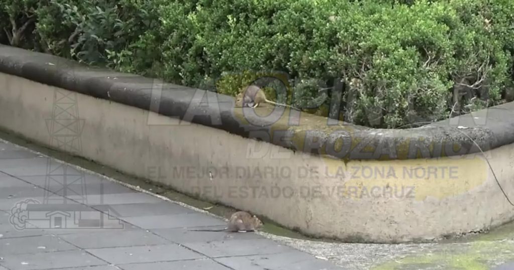 Y ahora, ratas luchadoras en el Parque Juárez