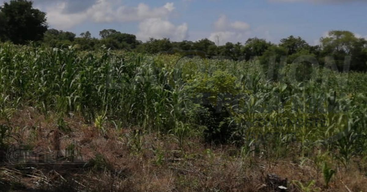 Recientes aguaceros favorecen el cultivo de maíz, en Coatzintla