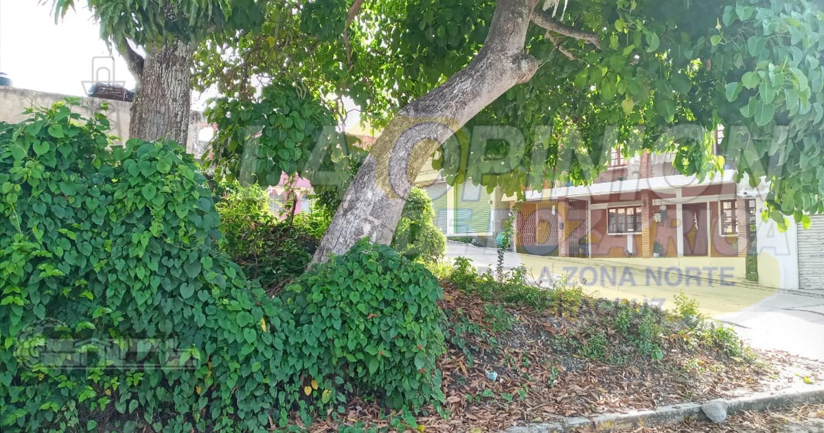 Se quejan de un solar lleno de maleza en Cerro Azul