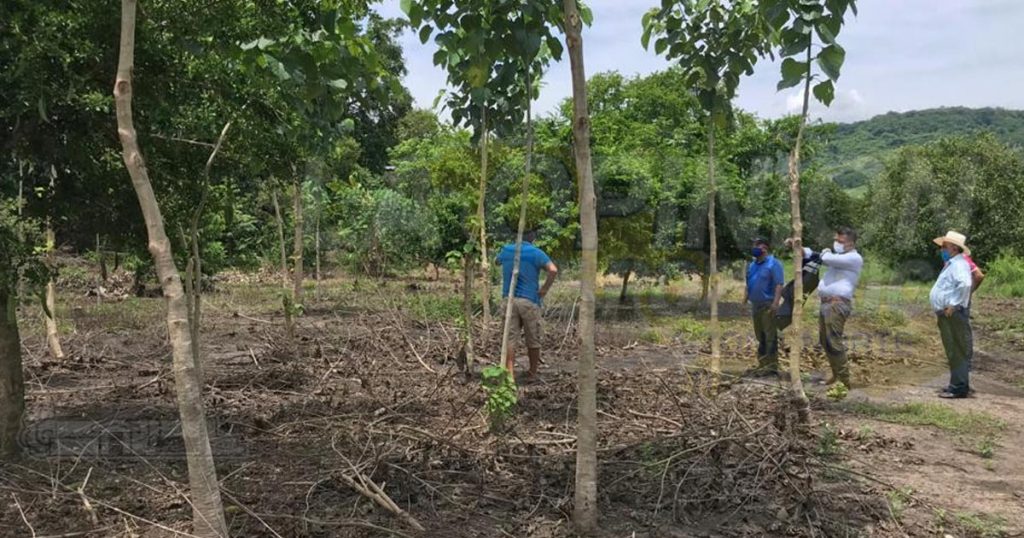 Aprovechan los terrenos improductivos para reforestar