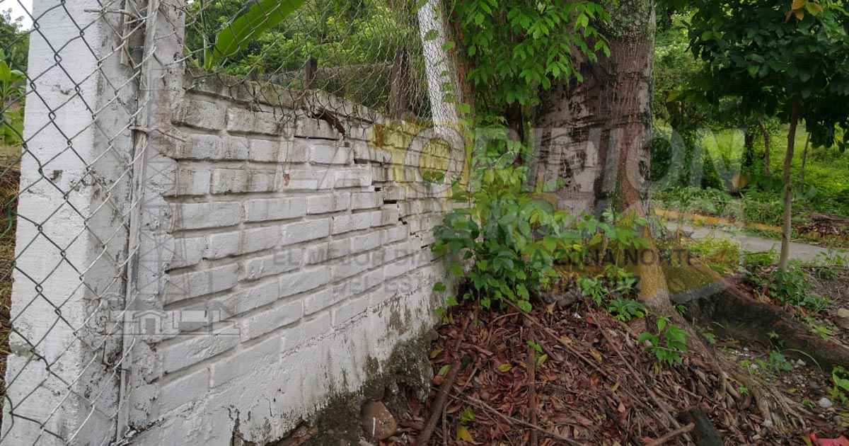 Pesado árbol daña barda de una escuela